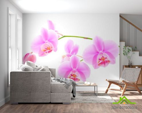 выбрать Фотообои Орхидеи распустились Фотообои Фотообои Цветы: фото  на стену