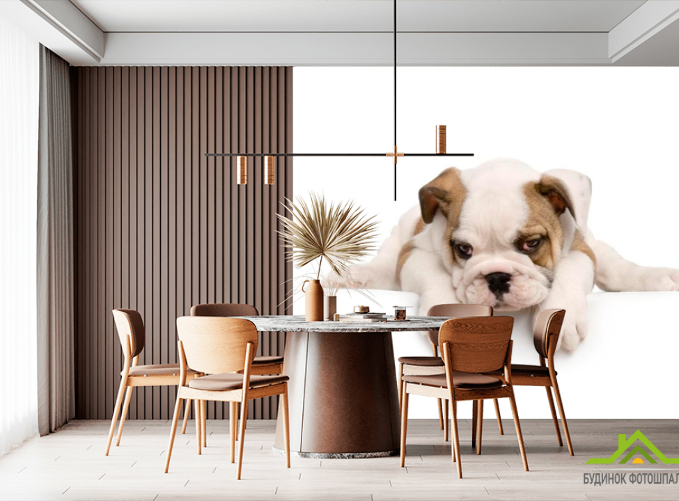 выбрать Фотообои Щенок Каталог фотообоев на стену