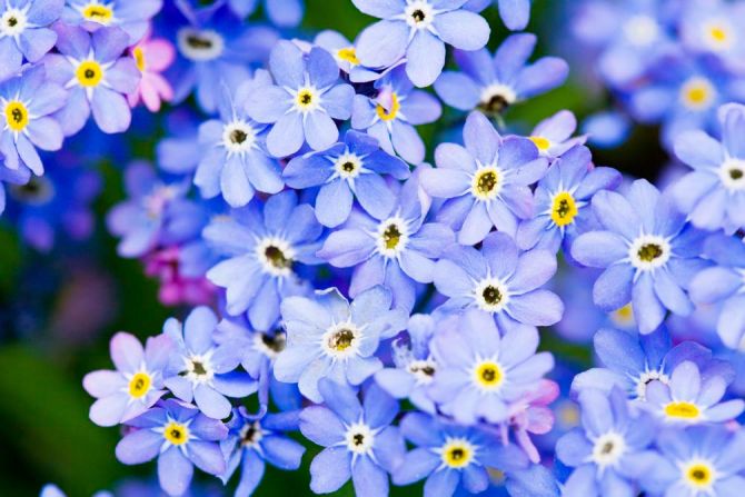 Фотообои Весенние голубые цветы