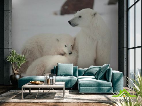 выбрать Фотообои Семья белых медведей Фотообои, цвет: «горизонталная, горизонтальная» на стену