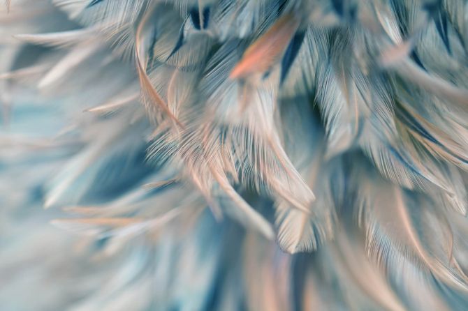 Фотообои Бирюзовые перья