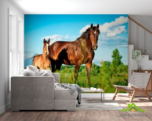 выбрать Фотообои Лошадь с жеребенком Фотообои Лошади на стену