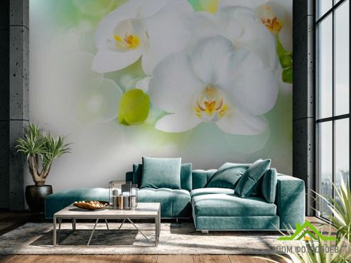 выбрать Фотообои Орхидеи в цвету  на стену
