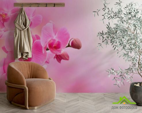 выбрать Фотошпалери Орхідеї рожевого відтінку Фотошпалери Квіти на стіну
