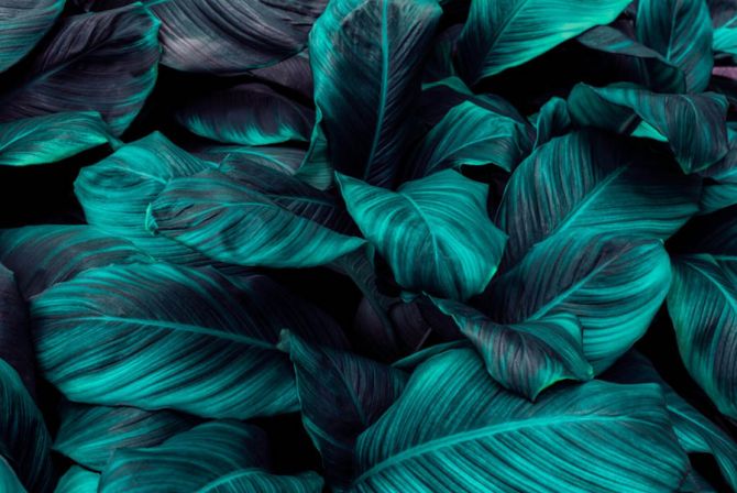 Фотообои Темно-зелёные листья