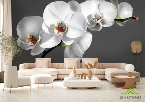выбрать Фотообои белая орхидея на сером фоне Фотообои Орхидеи на стену