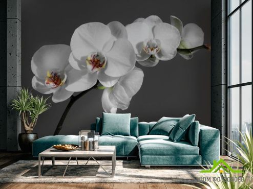 выбрать Фотообои белая орхидея на сером фоне  на стену