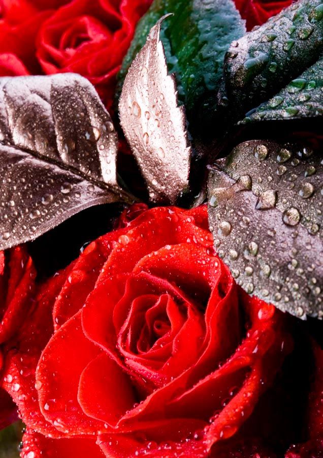 Фотошпалери Червона распустившаяся троянда