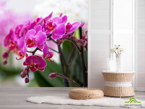 выбрать Фотообои Орхидеи соцветие Розовые фотообои на стену
