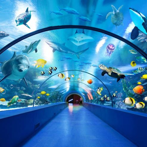 выбрать Фотообои большой аквариум Каталог фотообоев на стену