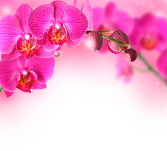 Фотошпалери Гілочка рожевих орхідей
