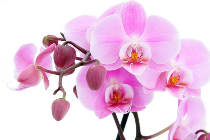 Фотообои Орхидеи на белом