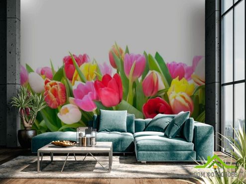 выбрать Фотообои Тюльпаны  на стену