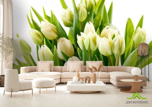 выбрать Фотообои Тюльпаны Фотообои Фотообои Цветы: зелений, зеленый на стену