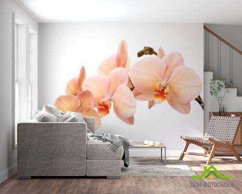 выбрать Фотообои Веточка орхидей Фотообои Орхидеи на стену