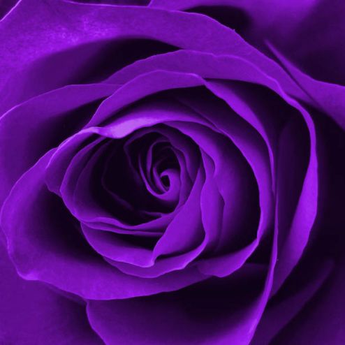выбрать Фотообои фиолетовая роза Фиолетовые фотообои на стену