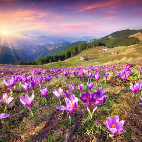 выбрать Фотообои весна, горы Фиолетовые фотообои на стену