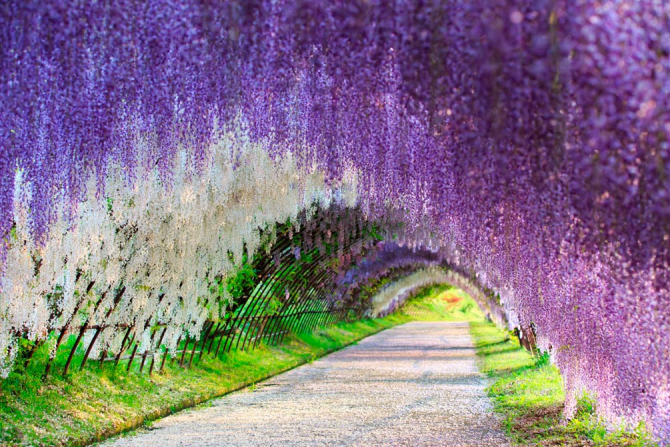 Фотообои Цветы на каркасе