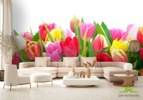 выбрать Фотообои Тюльпаны Фотообои Фотообои Тюльпаны: фото, разноцветный  на стену