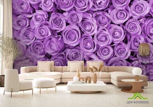 выбрать Фотошпалери Троянди Фіолетові фотошпалери на стіну