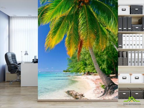 выбрать Фотошпалери Пальма з кокосами Зелені фотошпалери на стіну