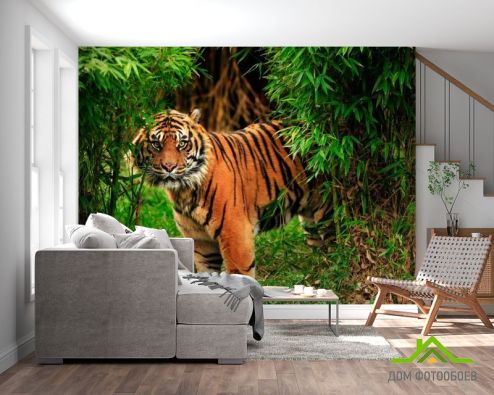 выбрать Фотообои Тигр в зарослях Фотообои Животные на стену