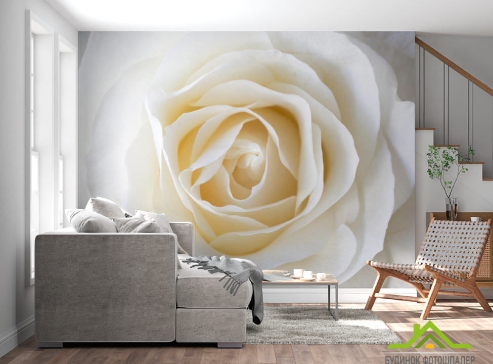 выбрать Фотообои белая роза Каталог фотообоев на стену