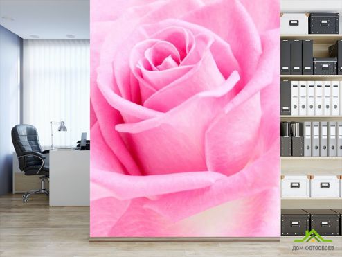 выбрать Фотообои Макро-съемка розы Фотообои Фотообои Цветы: фото, розовый  на стену