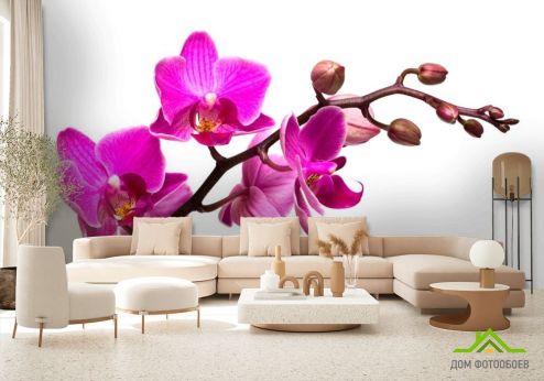выбрать Фотообои Веточка розовой орхидеи Фотообои Орхидеи на стену