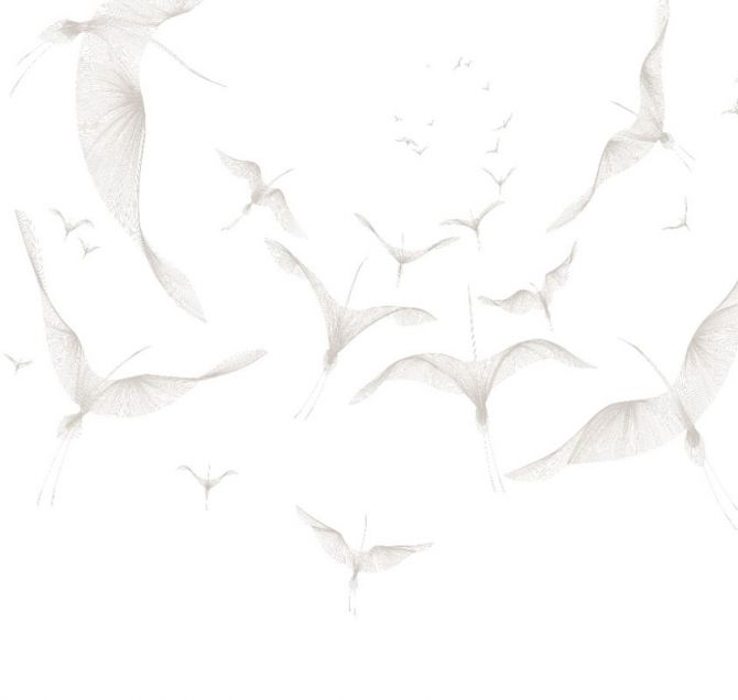 Фотообои птицы на белом фоне