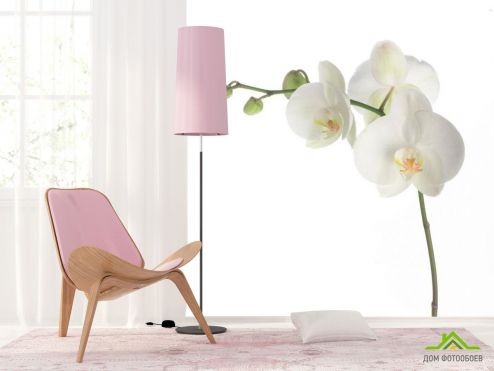 выбрать Фотообои Орхидея белоснежная распустилась Фотообои, цвет: «» на стену