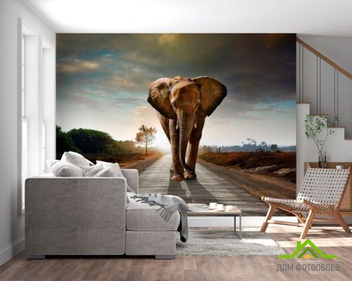 выбрать Фотообои Слон на дороге Фотообои Фотообои Животные: Слоны, горизонталная, горизонтальная на стену