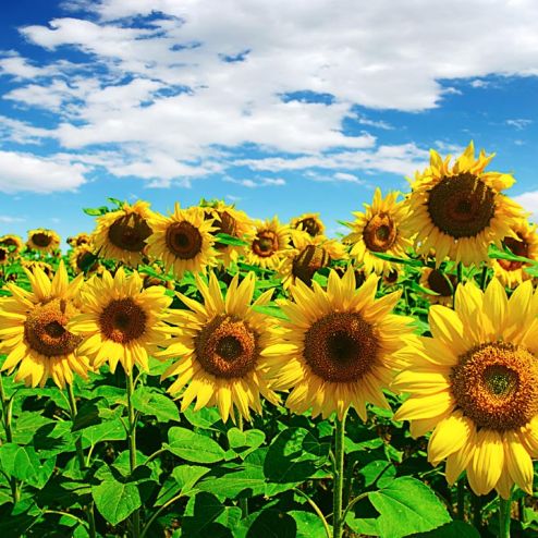 выбрать Фотошпалери яскраві літні соняшники Фотошпалери в українському стилі на стіну