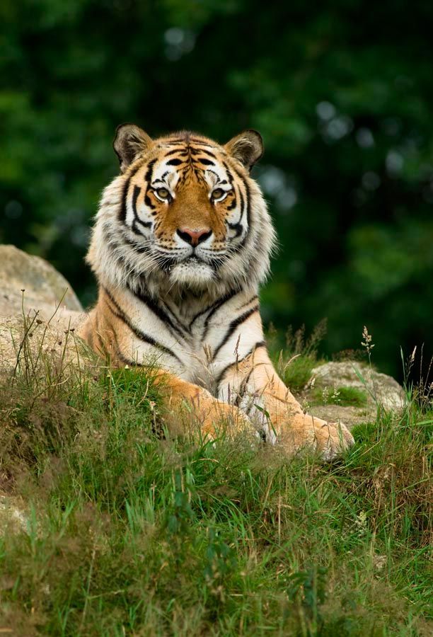 Фотошпалери Величний тигр