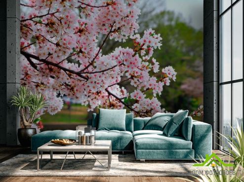 выбрать Фотообои Цветущий вишневый сад Фотообои Фотообои Вишня: горизонталная, горизонтальная ориентация на стену