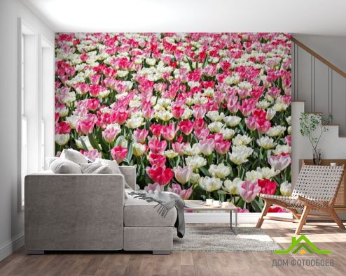 выбрать Фотообои Поле разноцветных тюльпанов Фотообои Тюльпаны на стену