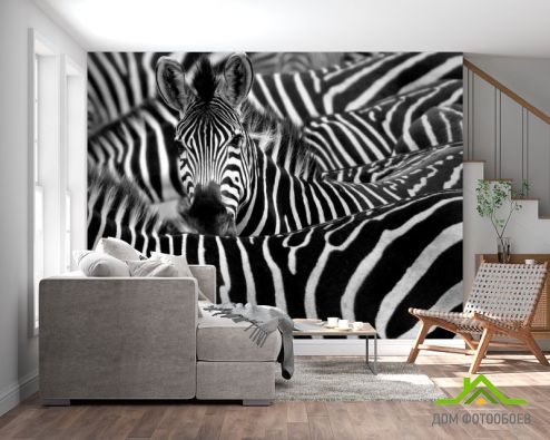 выбрать Фотообои Любопытная зебра Фотообои Животные на стену