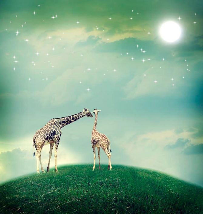 Фотообои 2 влюбленных жирафа
