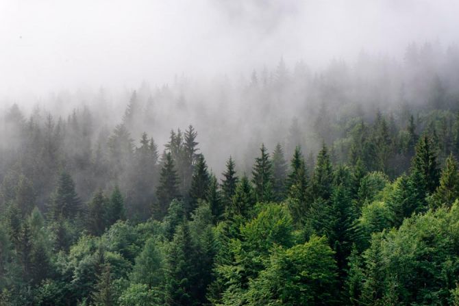 Фотошпалери Ліс в тумані