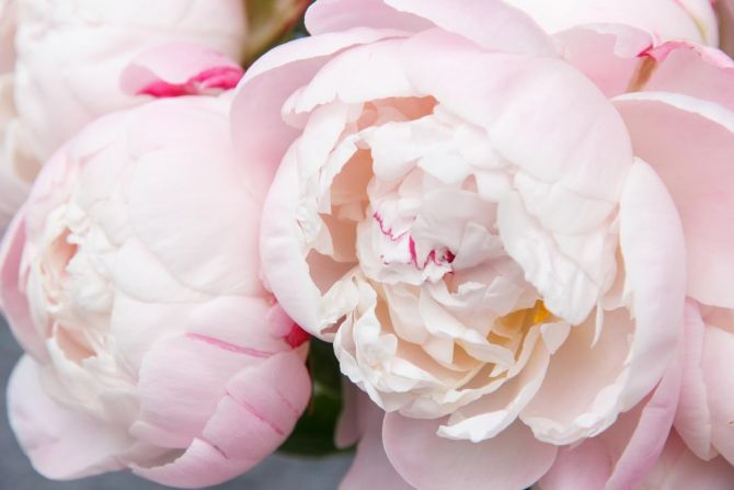 Фотообои нежные бело-розовые пионы