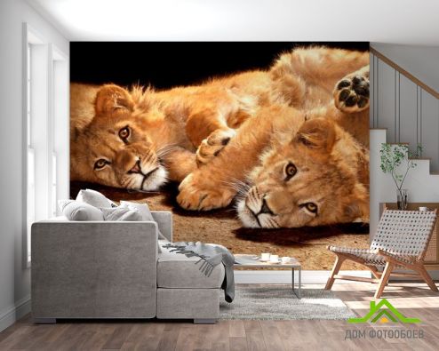 выбрать Фотообои Львята Фотообои Фотообои Животные: Львы, фото на стену