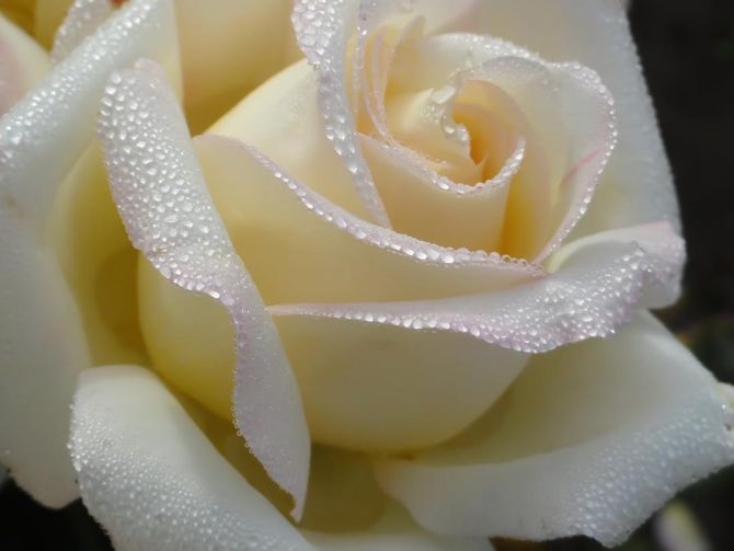 Фотошпалери біла троянда з краплями