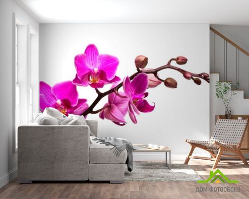 выбрать Фотообои Веточка розовой орхидеи Фотообои Фотообои Орхидеи: фото, горизонталная, горизонтальная  на стену
