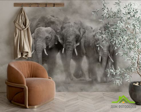 выбрать Фотообои слоны Фотообои Животные на стену
