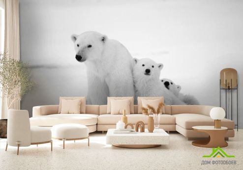 выбрать Фотообои Медведи полярные Фотообои Фотообои Животные: горизонталная, горизонтальная, фото ориентация на стену