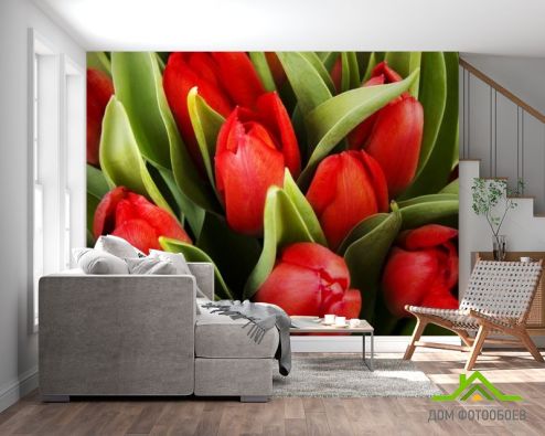 выбрать Фотообои красные тюльпаны Фотообои Фотообои Цветы: горизонталная, горизонтальная ориентация на стену