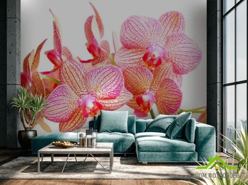 выбрать Фотошпалери Бежево-рожеві орхідеї  на стіну