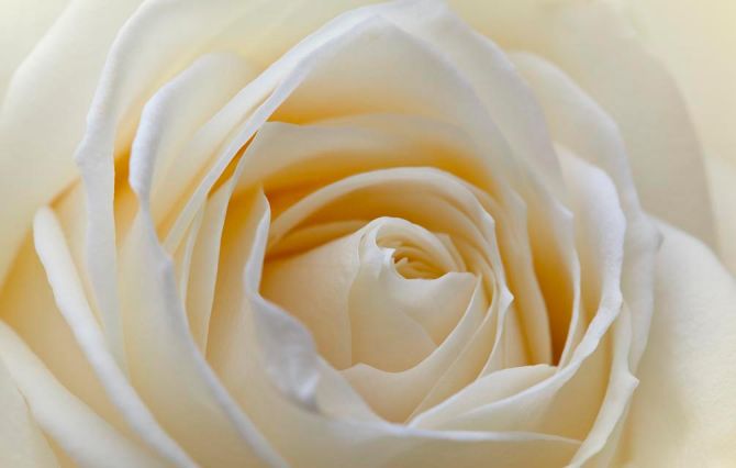 Фотообои Бледно-бежевая роза
