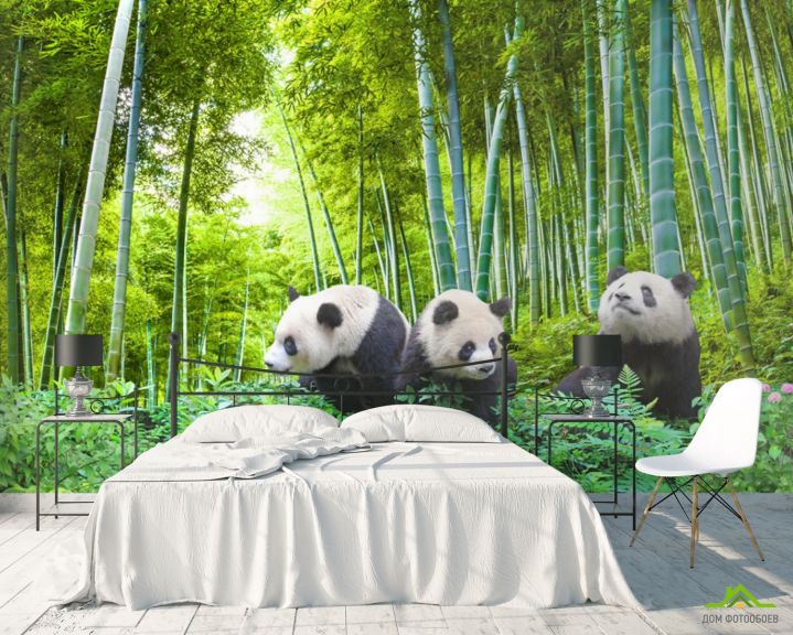 Фотообои Панды в бамбуке