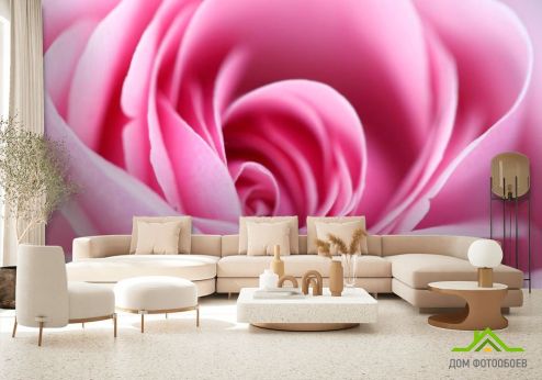 выбрать Фотообои Розовая бледная роза Фотообои Фотообои Розы: фото  на стену